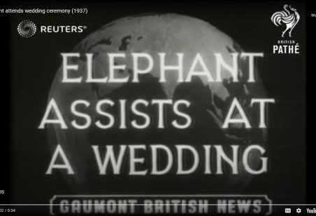 Elephant Attends Wedding