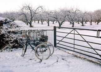 Oaklands Orchard Adultery Lane