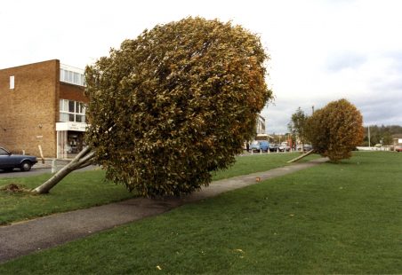 1987 Storm Damage - Great Burstead and South Green